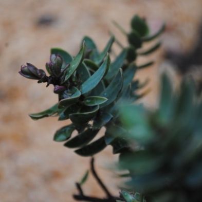 tsaPhotoClubwk7 (7)